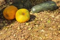 Three pumpkins: orange, yellow, and green, lying on tree bark on ground Royalty Free Stock Photo