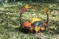 Three pumpkins in wicker basket, yellow spaghetti pumpkin, green muscat pumpkin and orange hokkaido pumpkin, autumn leaves Royalty Free Stock Photo