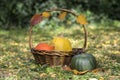 Three pumpkins in wicker basket, yellow spaghetti pumpkin, green muscat pumpkin and orange hokkaido pumpkin, autumn leaves Royalty Free Stock Photo