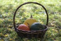 Three pumpkins in wicker basket, yellow spaghetti pumpkin, green muscat pumpkin and orange hokkaido pumpkin, autumn leaves Royalty Free Stock Photo