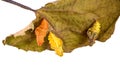 Three pupae of the Chinese windmill butterfly on a leaf, young, mature and empty