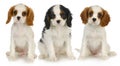 Three puppies Royalty Free Stock Photo