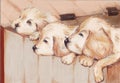 Three puppies Royalty Free Stock Photo