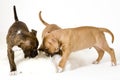 Three puppies Royalty Free Stock Photo
