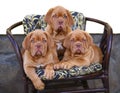 Three puppies in armchair. Royalty Free Stock Photo