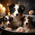 Three puppies of australian shepherd in a bath. Selective focus.