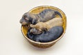 Three puppies basket Royalty Free Stock Photo
