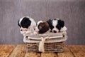 Three puppies in a basket Royalty Free Stock Photo