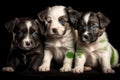 Three puppies of the Border Collie breed in front of black background. Generative AI