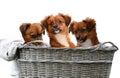 Three puppies climbed into an old wicker basket Royalty Free Stock Photo