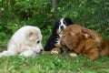 Three puppies on a grass.