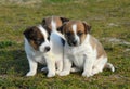 Three puppies jack russel terrier Royalty Free Stock Photo