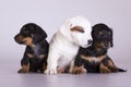 Three puppies Royalty Free Stock Photo
