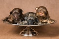 Three puppies of a lap-dog Royalty Free Stock Photo