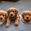 Three puppies laying down