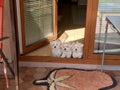 Three puppies maltese Royalty Free Stock Photo