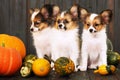 Three puppies with pumpkin Royalty Free Stock Photo