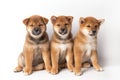 three puppies Red-haired Japanese cute Shiba Inu Dog sitting on isolated on white background, front view. Happy pet. Royalty Free Stock Photo