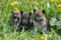 Three puppies of Siberian dogskin on green grass with dandelions
