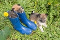 Three puppies of Siberian dogskin on green grass with dandelions