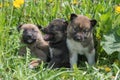 Three puppies of Siberian dogskin on green grass with dandelions