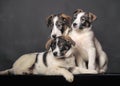 Three puppies in studio Royalty Free Stock Photo