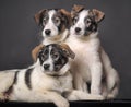 Three puppies in studio Royalty Free Stock Photo