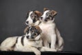 Three puppies in studio Royalty Free Stock Photo