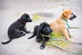 Three puppies, two black and one ginger sitting on leashes outdoor