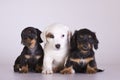 Three Puppies Royalty Free Stock Photo