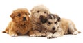Three puppies. Royalty Free Stock Photo
