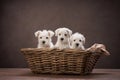 three puppies white schnauzer in a basket on a brown background. Cute dogs Royalty Free Stock Photo