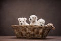 three puppies white schnauzer in a basket on a brown background. Cute dogs Royalty Free Stock Photo