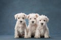 three puppies white schnauzer on a blue background. Cute dogs