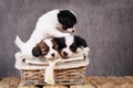 Three puppies in a wicker basket Royalty Free Stock Photo