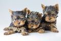 Three puppies Yorkshire Terrier