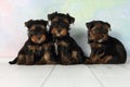 Three puppies Yorkshire terrier Royalty Free Stock Photo