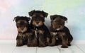Three puppies Yorkshire terrier Royalty Free Stock Photo