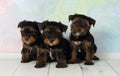 Three puppies Yorkshire terrier Royalty Free Stock Photo