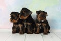 Three puppies Yorkshire terrier Royalty Free Stock Photo