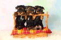 Three puppies Yorkshire terrier Royalty Free Stock Photo