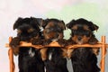 Three puppies Yorkshire terrier Royalty Free Stock Photo