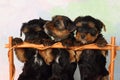 Three puppies Yorkshire terrier Royalty Free Stock Photo
