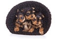 Three puppies of the Yorkshire Terrier in hat