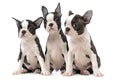 Three Puppy Boston terrier in white photo studio Royalty Free Stock Photo