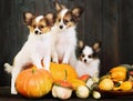 Three puppy with pumpkin Royalty Free Stock Photo