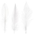 Three pure straight feathers set isolated on white
