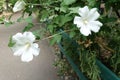 Three pure white flowers of Hibiscus syriacus in August