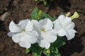 Three pure white flowers of petunias Royalty Free Stock Photo