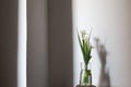 Three pure white iris flowers in transparent vase